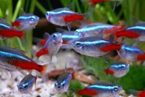 Neon tetra5